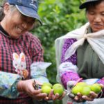 Corona comes to the aid of China’s struggling lime farmers