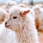 John Lewis to fund sustainable cashmere programme in Mongolia