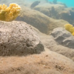 Medalla Light Works To Rebuild Coral Reefs