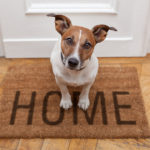 Pets at Home Sales Rise Driven By Loyalty Scheme