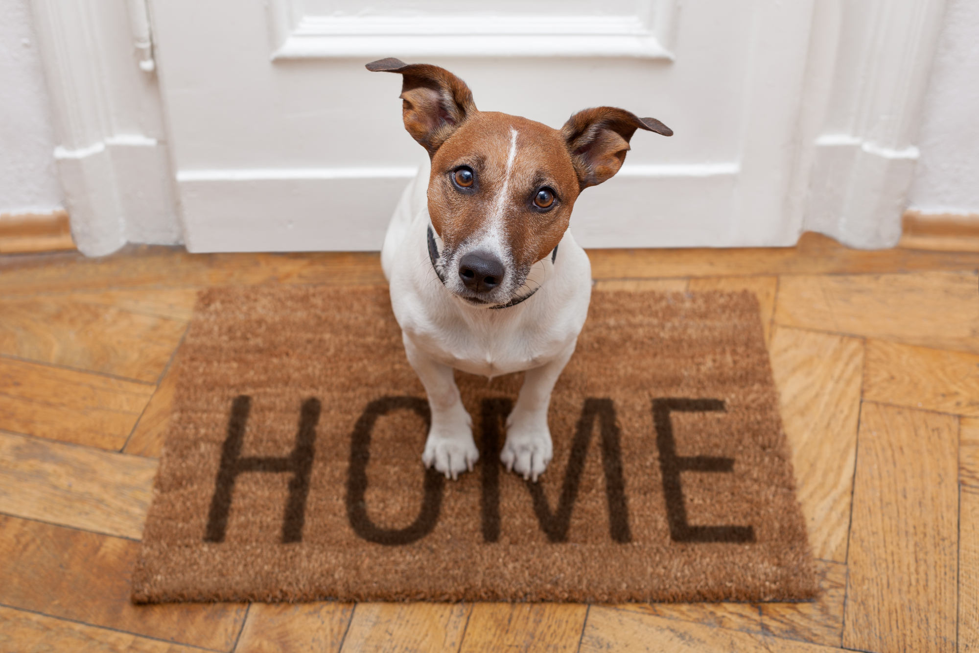 Pets, Pets At Home, Sales, Subscription, Loyalty Scheme