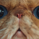 Learn How to Impress World’s Grouchiest Cat With Samsung Smart TV Ad