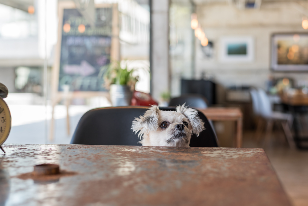Dog in cafe