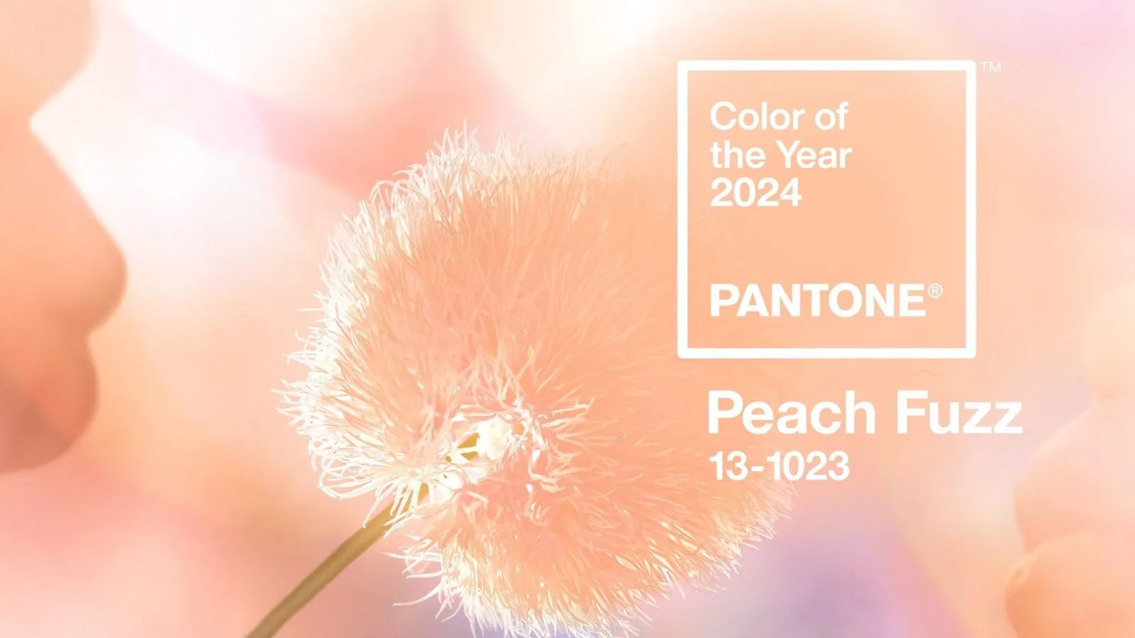 Pantone Unveils ‘Peach Fuzz’ as the 2024 Color of the Year