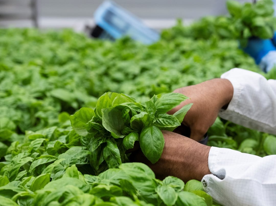 Vertical Indoor Farm - Jones Food Company