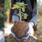 UNIQLO & The Nature Conservancy to Plant 100,000 Trees in U.S. Forests