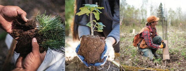 UNIQLO & The Nature Conservancy to Plant 100,000 Trees in U.S. Forests