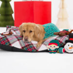 PetSmart Launches Streaming Experience for Cats and Dogs to End Holiday Pet Blues