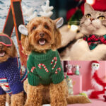 Holiday Paw-shion: 5 Top Trends for Your Furry Friend
