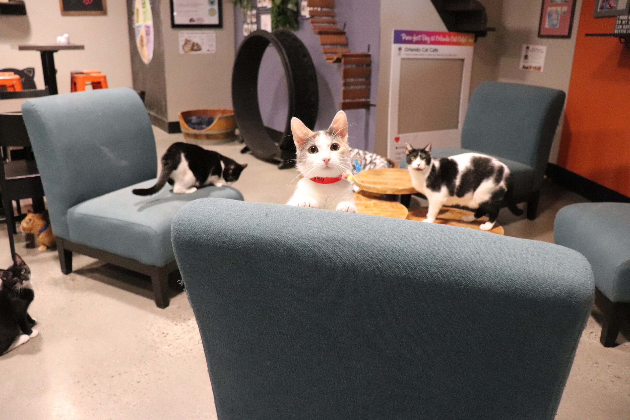 Kitties Available for Adoption at Orlando Cat Cafe. Image source: Orlando Cat Café