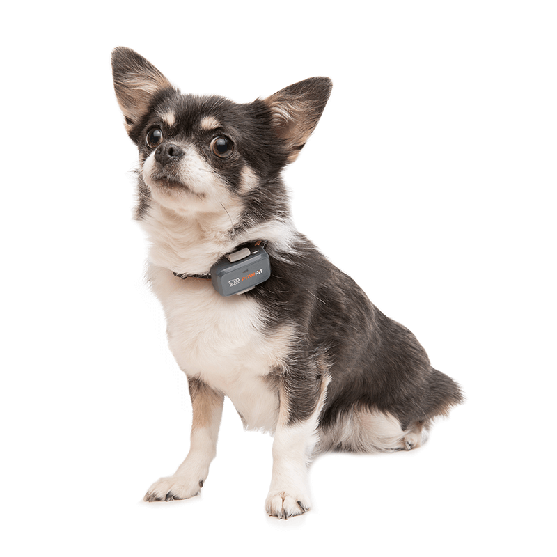 Pawfit Lite: A Smarter, Lighter GPS Tracker for Pet Safety. Image source: Pawfit