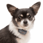 Pawfit Unveils New Pawfit Lite GPS Pet Tracker for Cats and Dogs